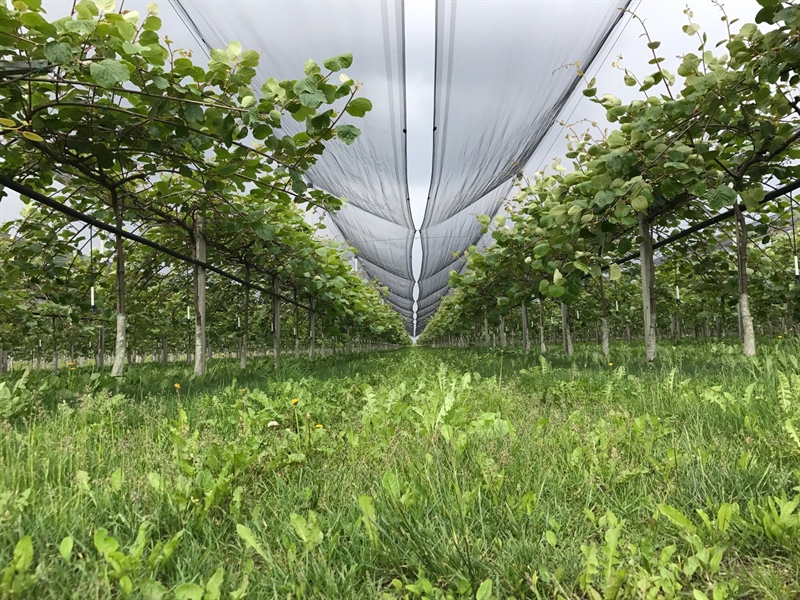 Agricoltura: nel 2025 meno raccolto, buona la qualità. Pesa il meteo